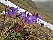 56 Soldanella pusilla (Soldanella della silice) alla Bocchetta Triomen